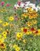 Free Wildflower Seeds Packets